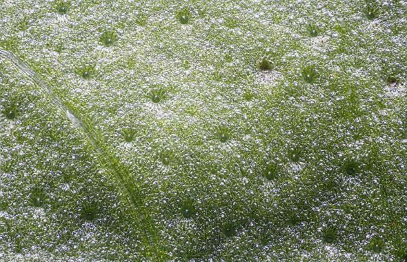 放大125倍的羅勒葉，所呈現(xiàn)的景象令人嘆為觀止 